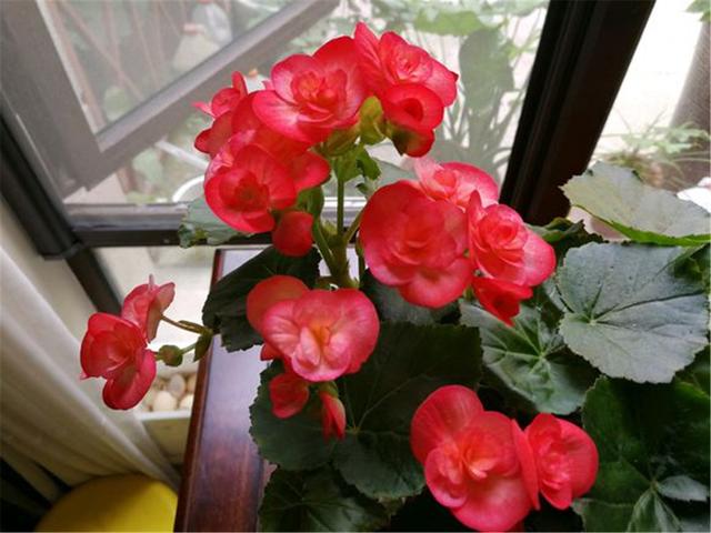 丽格海棠花谢后还能接着开花吗,丽格海棠光长新芽不开花是为什么