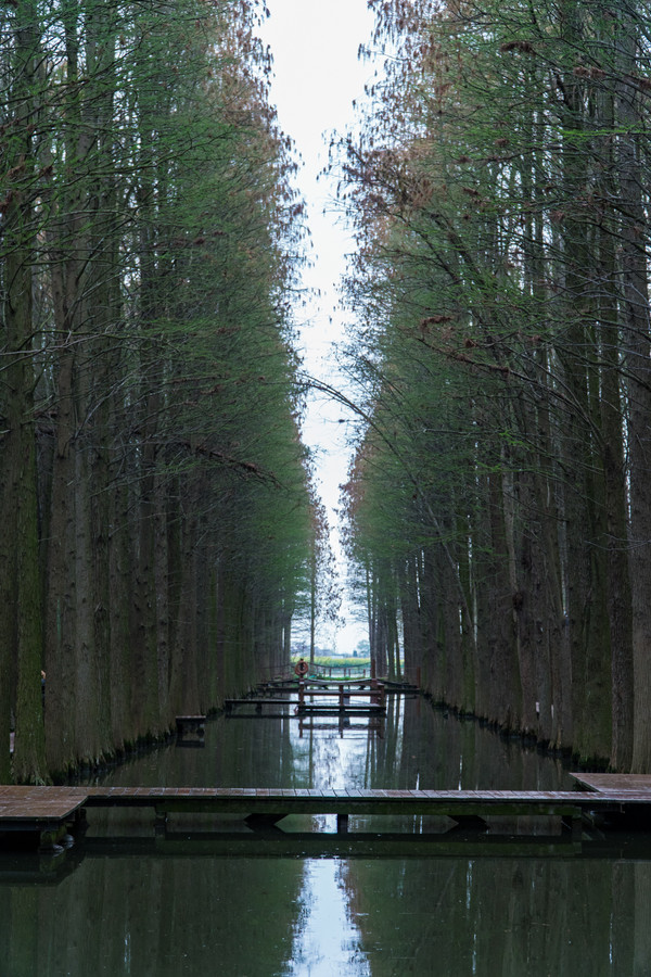 踏春赏花拍美景,踏春赏花逛湖