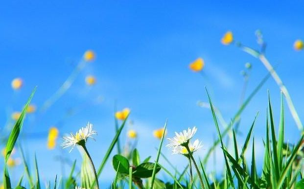 最好的降压野菜,春天吃这3种野菜可以帮助降血压