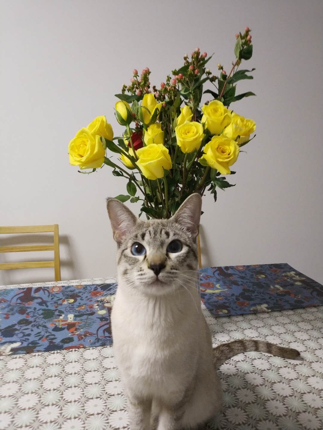 挑选猫粮成分表,挑猫粮方法