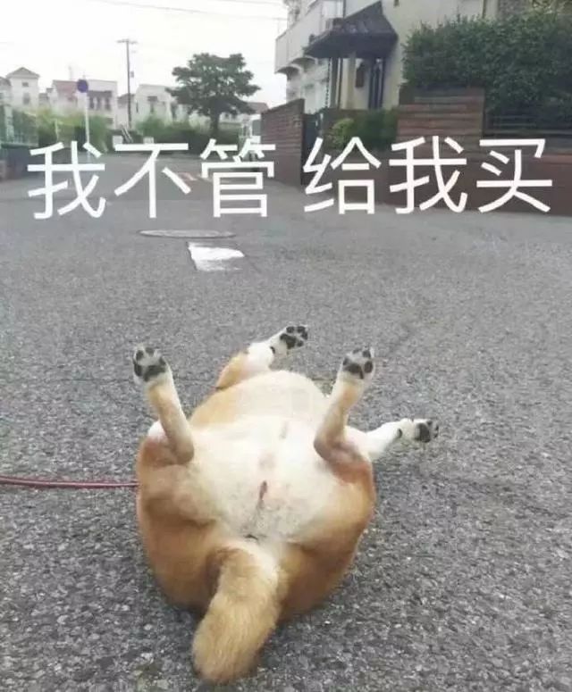 狗狗第一次来姨妈很肿,狗狗第一次来姨妈拉肚子