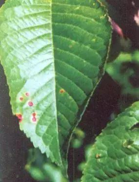 樱桃的常见病虫害及防治方法,樱桃常见虫害防治方案