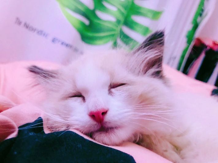 如何改掉和宠物睡觉的习惯,宠物睡觉必备知识有哪些