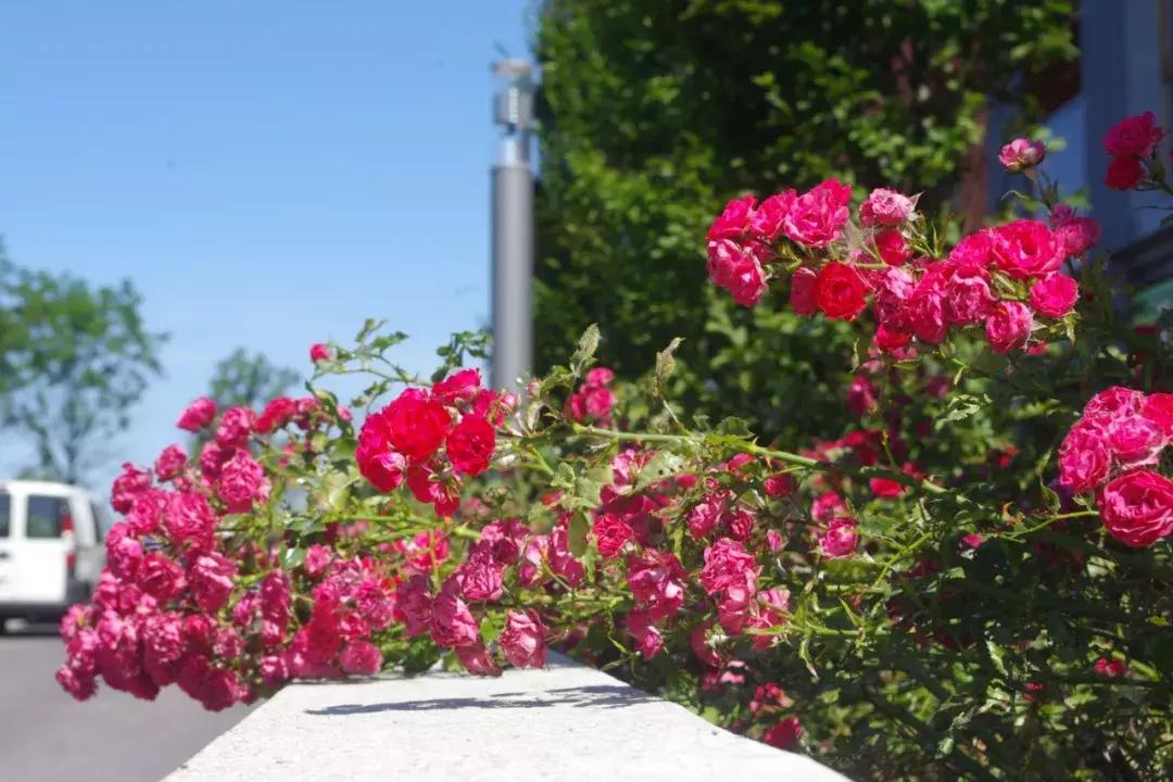 一年四季开花的爬藤花卉有哪些,一年就能爬满墙的爬藤花卉