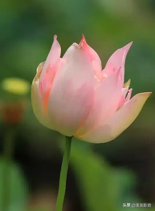 江南可采莲莲叶何田田全诗讲解,有关莲的古诗词大全