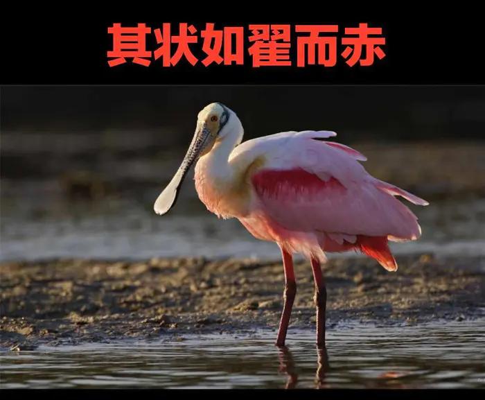 西山经解读,西山经图谱大全