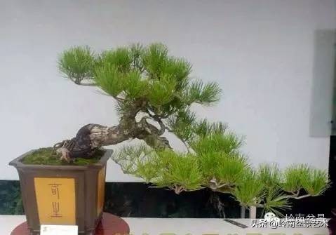 零基础云南黑松小型盆景教学视频,黑松盆景修剪后萌芽快还是放养快