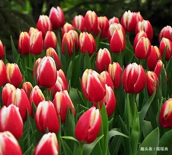 各国国花及花语,各国的国花和花语