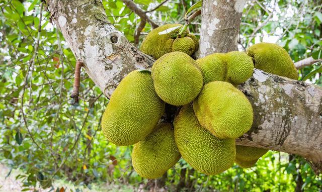 菠萝蜜有什么营养种子可以吃吗,菠萝蜜能种吗怎么种