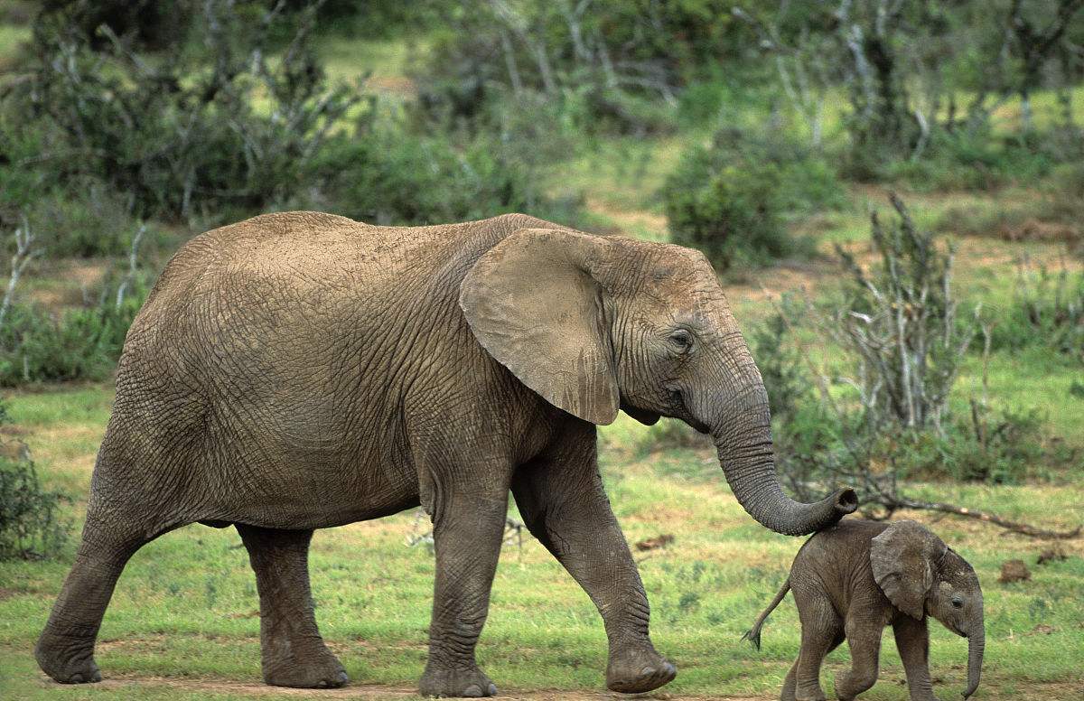 冷知识来了世界上脚最长的动物,科普知识世界上最大动物的脚