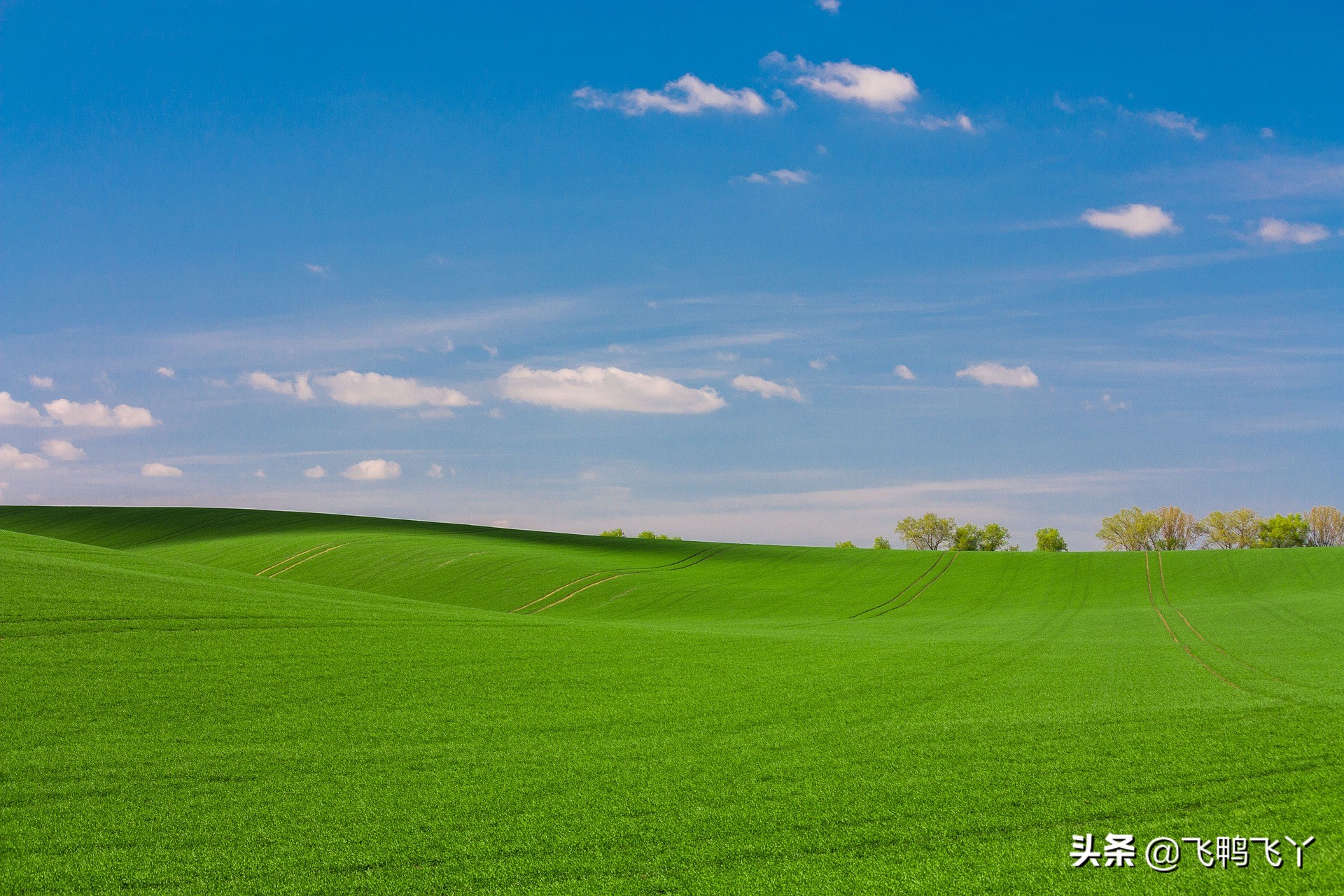 家庭庭院草坪最好种什么品种,庭院草坪草籽哪个品种好