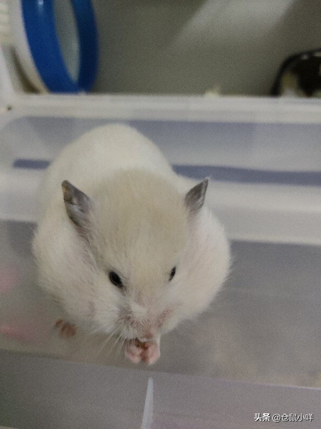 小学生的仓鼠怎么养新手教程,小学生养仓鼠新手入门必知