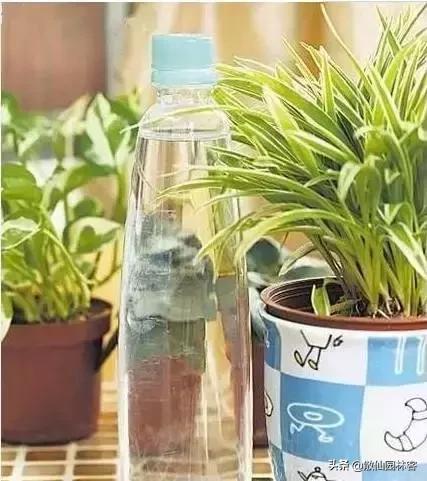教你一些养花的小技巧大全,养花小诀窍学会了你也是养花高手