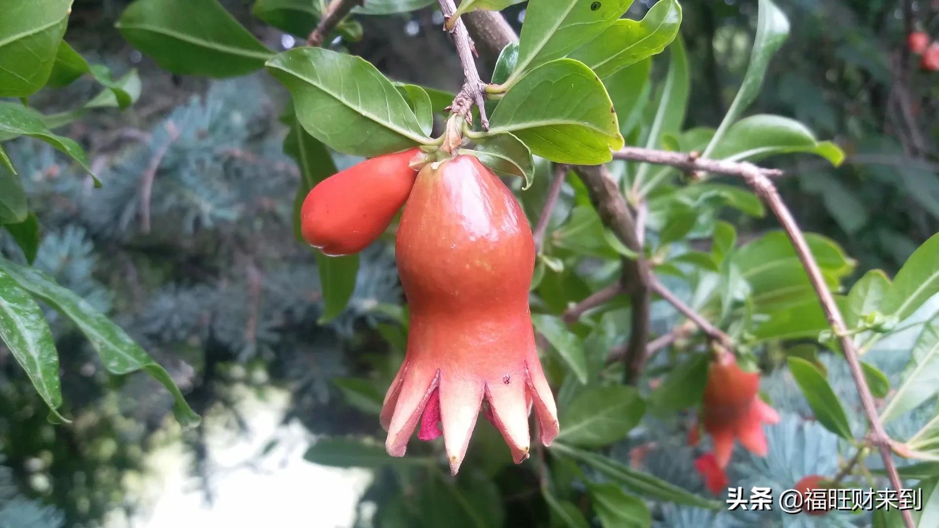 6月5号芒种,2018年6月6日芒种