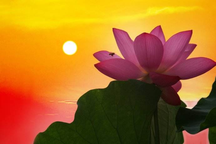 三句与荷花有关的诗句,关于荷花的优美诗句古诗