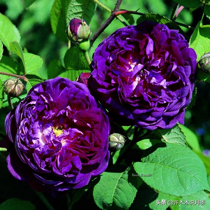 新手月季种植手册，牢记这6点，不死苗、开花多。新手收藏备用