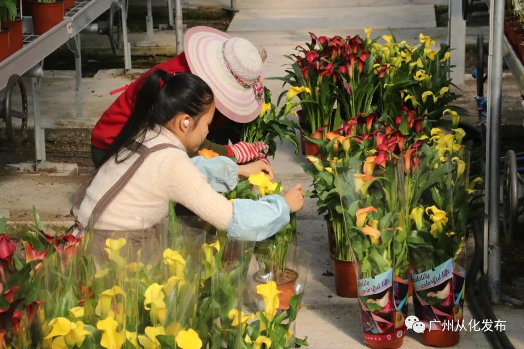 广州花市蝴蝶兰销量,花卉销量