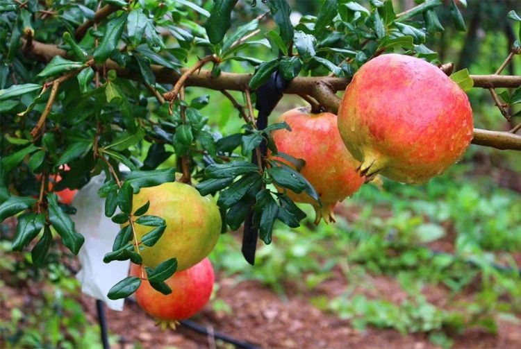 实地考察！长在树上的“雅诗兰黛”，籽软汁多更润肤