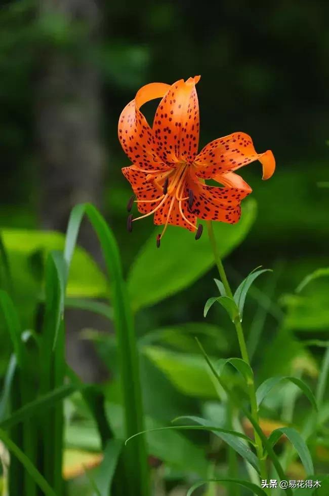 百合花开花后怎么留种球,百合花开花后晒太阳吗