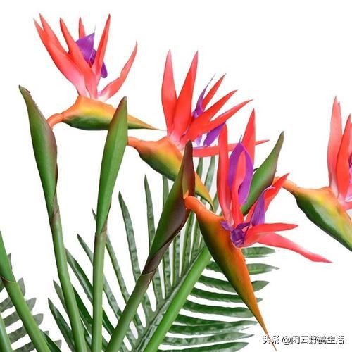 花店前期买哪些花,花店注意事项和建议