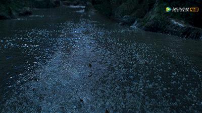 云南虫谷到底还播不播,云南虫谷今天能播么