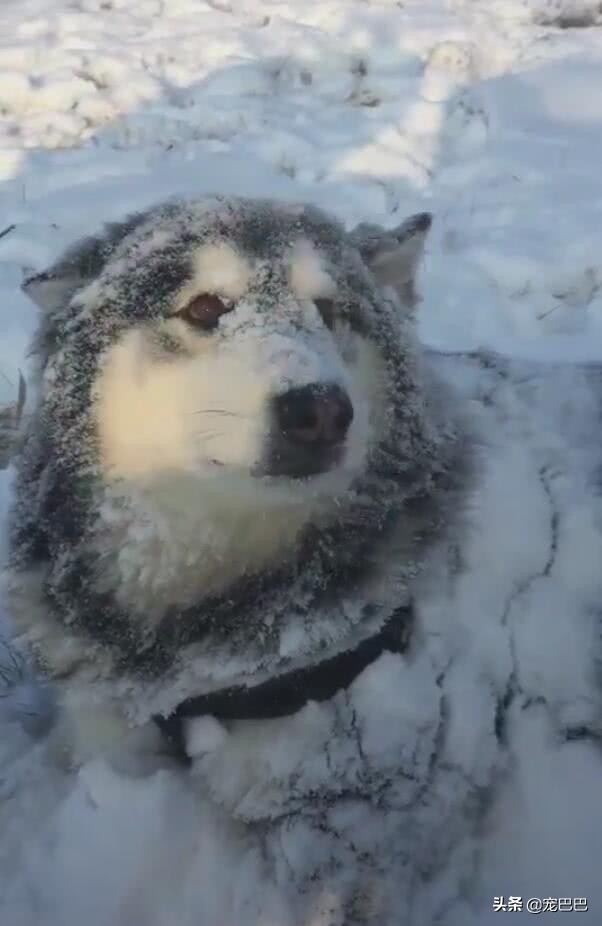 阿拉斯加雪橇犬在雪里的特征,阿拉斯加的雪橇