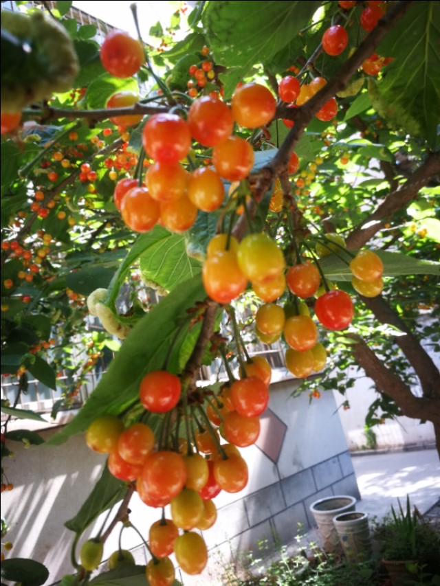 野樱桃树上面长的黑疙瘩是什么,樱桃树上面结满了樱桃图片