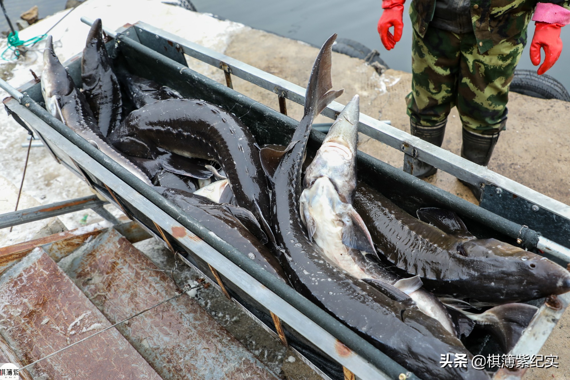 鸭绿江鱼最大多少斤,鸭绿江大金鱼价格