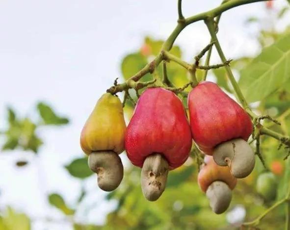 花生、瓜子、腰果、巴旦木……坚果那么多，谁最昂贵？谁最危险？
