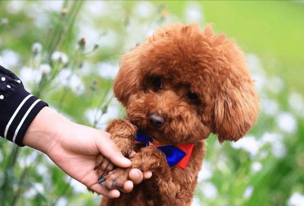 狗狗爱上你的5个表现,狗狗爱情表白暗语