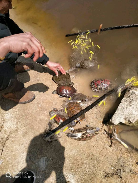 野外岸边发现乌龟,福建抓到的乌龟