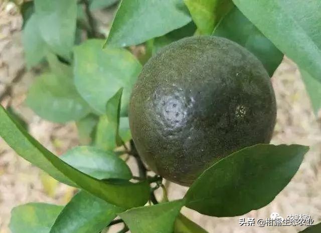 作物虫害识别大全图谱,果园物理防控虫害的方法