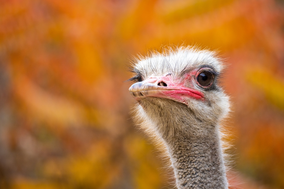 浣宠兘闀跨劍rf100-400,闀跨劍浣宠兘RF闀滃ご