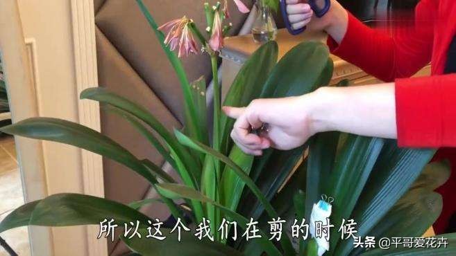 君子兰花的养殖方法和修剪,君子兰花开败后从哪里剪