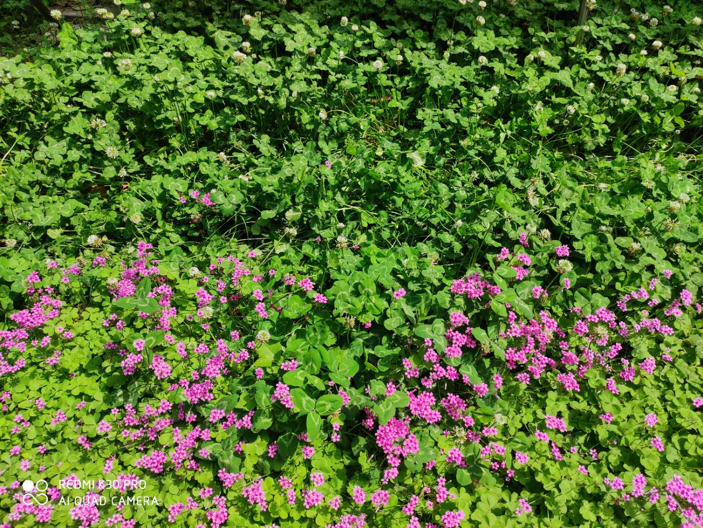 红花酢浆草属于三叶草吗,红花酢浆草与三叶草是一个品种吗