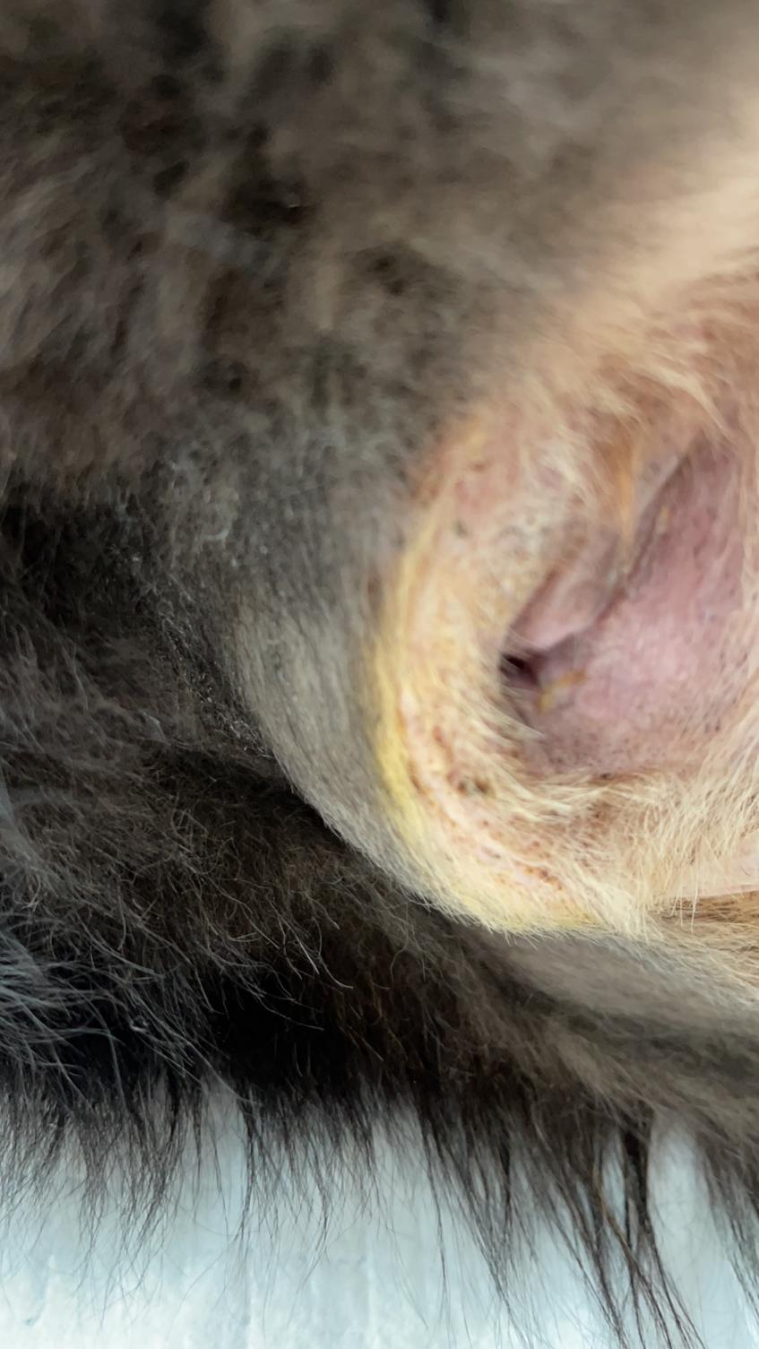 狗狗肚脐鼓包长大后能自愈吗,狗会阴疝复发咋办