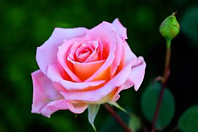 月季玫瑰蔷薇的关系,玫瑰月季蔷薇哪个香