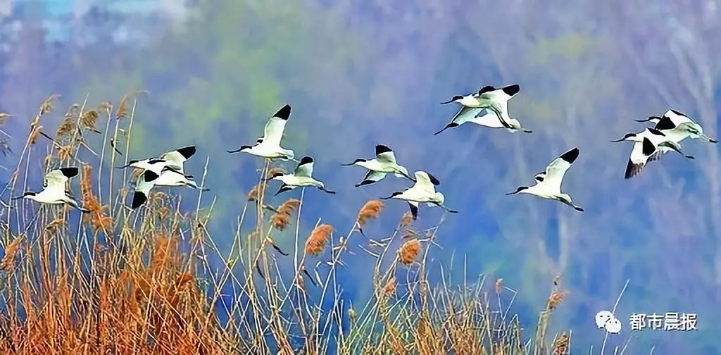 云龙湖候鸟,候鸟南迁与云龙湖美丽邂逅