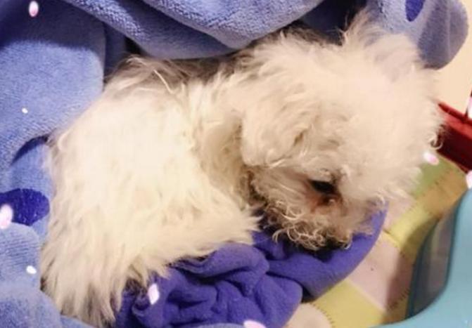 比熊犬最怕三种水果,比熊犬幼犬都吃什么水果