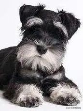 舒淇罕见晒与老公冯德伦合照,舒淇深夜晒照为冯德伦庆祝生日