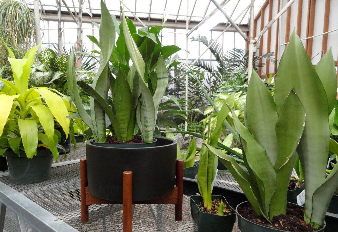 养花也要一种好心态才能养好花,人养花花养人6种花越养越健康