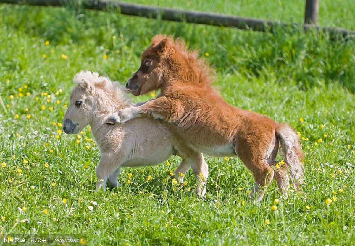 我爱上一匹野马可我家里没有草原,爱上一匹野马家里没有草原啥意思