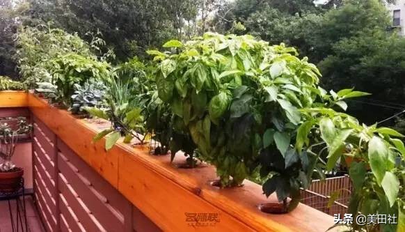 怎样在纸上种菜,纸上种菜的技术很简单