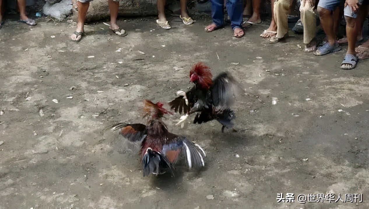 菲律宾斗鸡带刀杀死主人,一警察被公鸡刺死