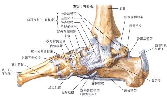 脚踝关节扭伤的康复训练,足球踝关节扭伤康复训练