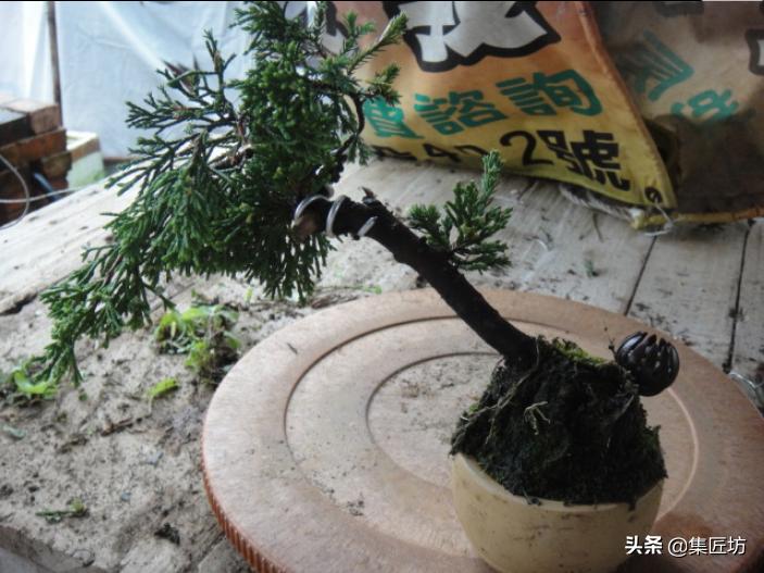 真柏舍利盆景制作图片,真柏舍利盆景造型图片