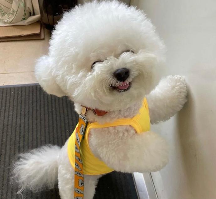 这些狗是“笑面狗”，它犯错了，你也不舍得打