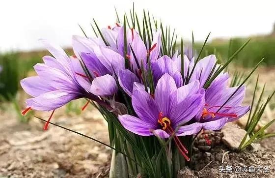 世界名贵花图片大全集,世界上最漂亮名贵的花卉