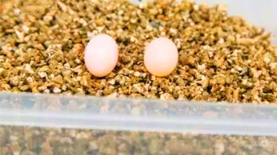 网上买回来的龟蛋怎么给蛭石补水,孵化龟蛋调蛭石湿度最简单的方法