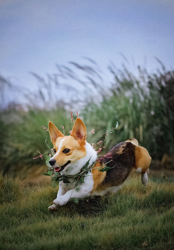 在米拍聚众吸猫吸狗是一种怎样的体验？
